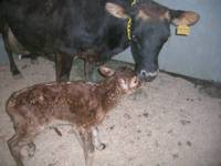 calf after birth