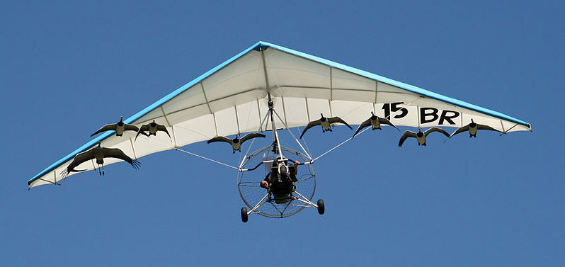 birds following flyer