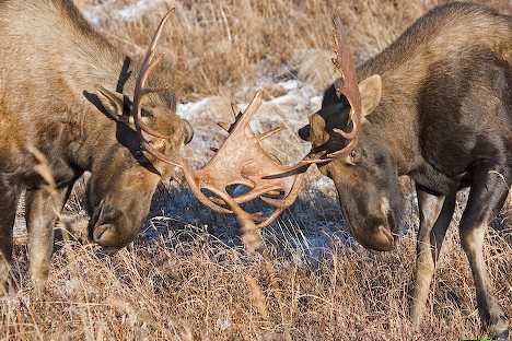 moose bulls fighting